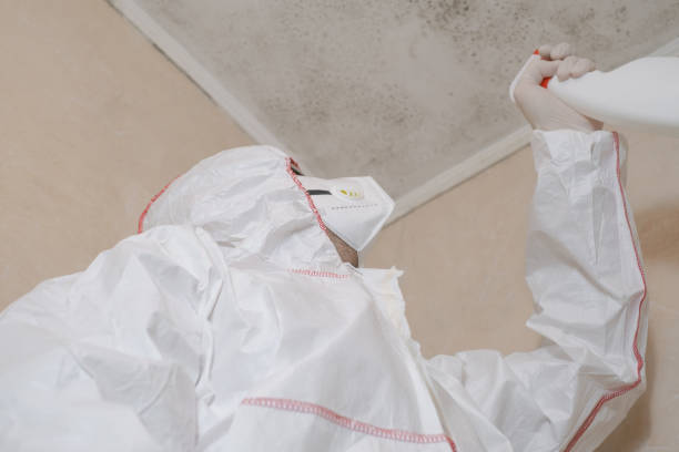 Best White Mold Remediation in Butler, IN